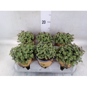 Callisia repens