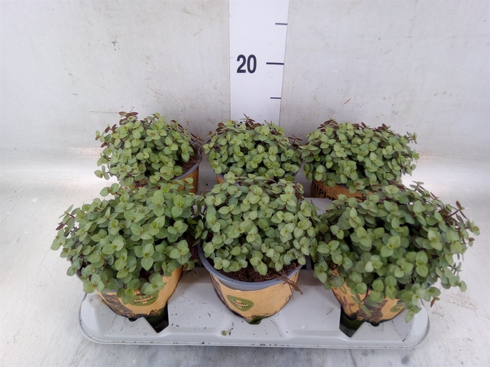 <h4>Callisia repens</h4>