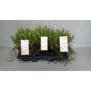 Lavandula angus. 'Alba'