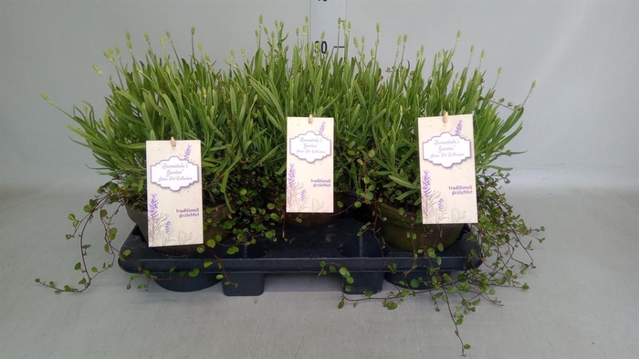 <h4>Lavandula angus. 'Alba'</h4>