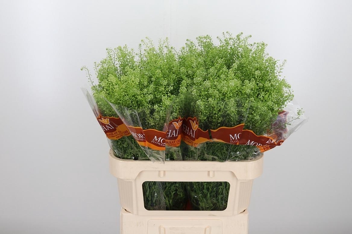 <h4>Lepidium Green Bell</h4>