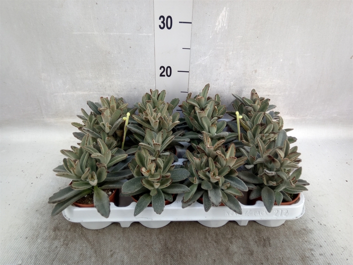 <h4>Kalanchoe NF tomentosa</h4>