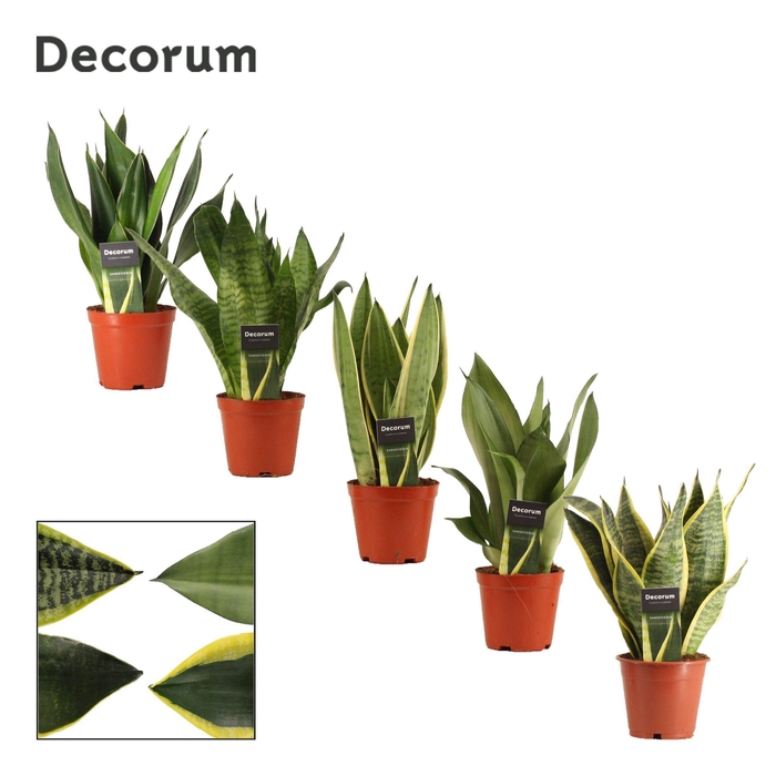 <h4>Sansevieria Super Mix 12 cm (Decorum)</h4>