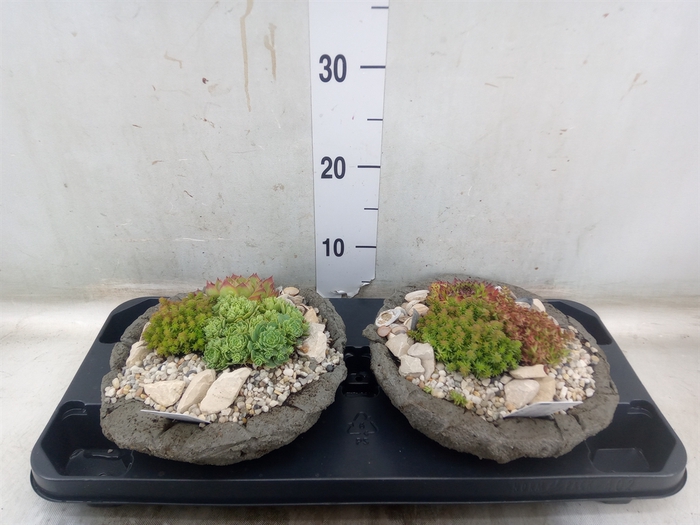 <h4>Arr.   Tuinplanten L%</h4>