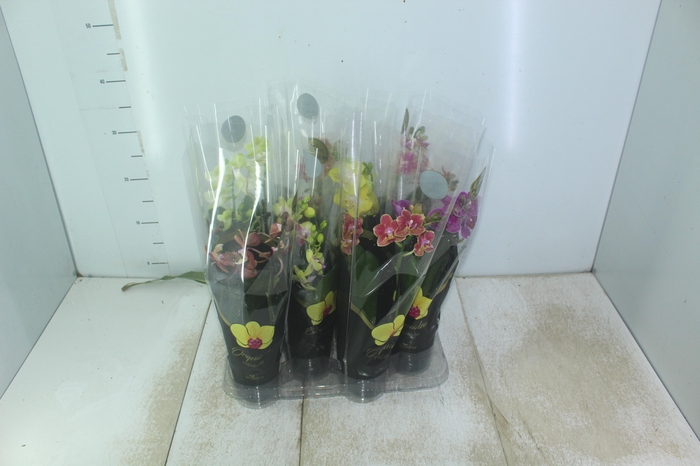 <h4>PHALAENOPSIS MINI P09 2 HT PREMIUM</h4>