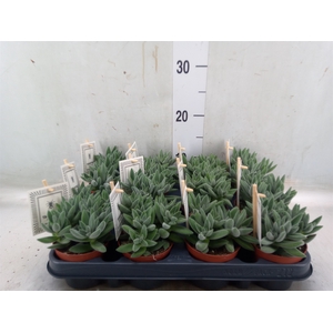Crassula  'Tarantula'