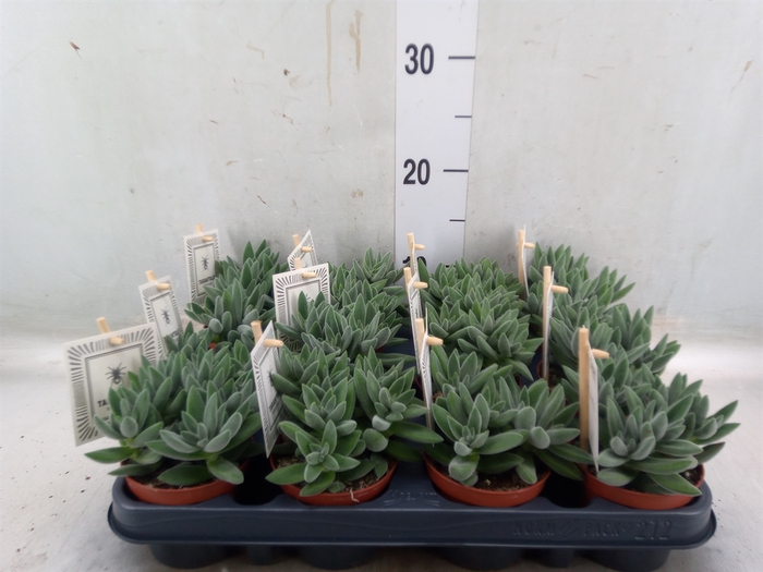 <h4>Crassula  'Tarantula'</h4>