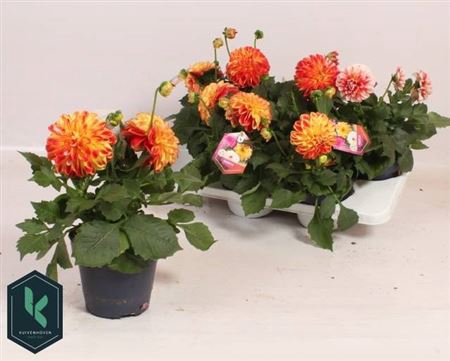 <h4>Dahlia Stek/zaad Ov Orange Yellow</h4>