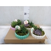 Arr.   Planten L%