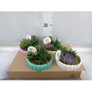 Arr.   Planten L%