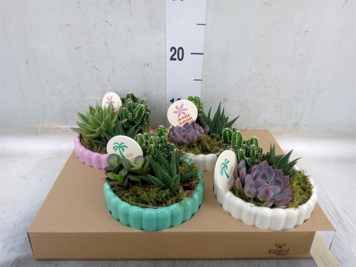 <h4>Arr.   Planten L%</h4>