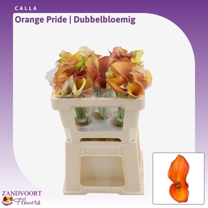 Calla Orange Pride | Dubbelbloemig