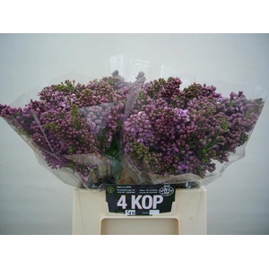 SYRINGA RUHM VON HORSTENSTEIN 4BL