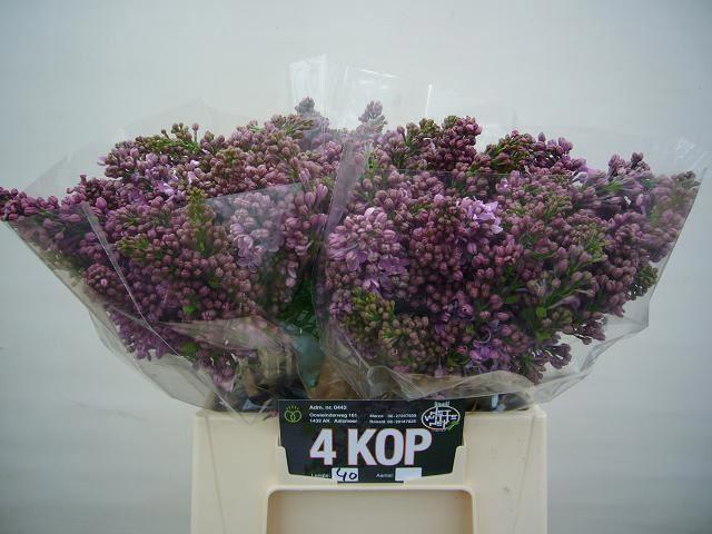 <h4>SYRINGA RUHM VON HORSTENSTEIN 4BL</h4>