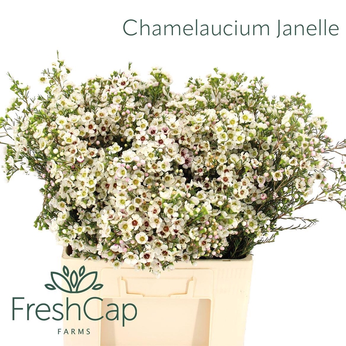 <h4>Chamelaucium Janelle</h4>