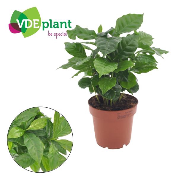 <h4>Coffea Arabica</h4>
