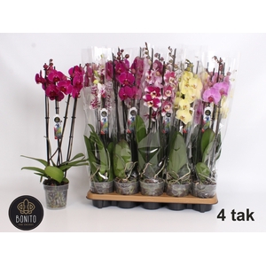 PHAL GEM 6 KL