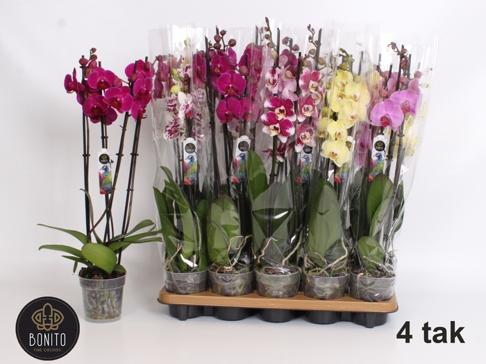 <h4>PHAL GEM 6 KL</h4>