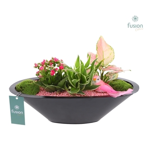 Schaal zink antraciet met Arrangement