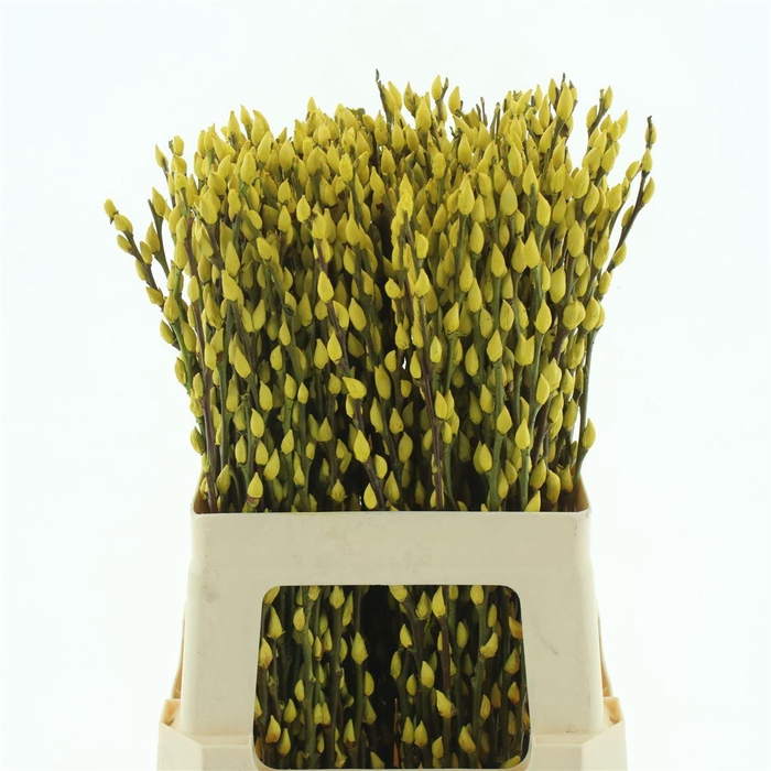 <h4>Salix Snow Flake Klb Yellow</h4>