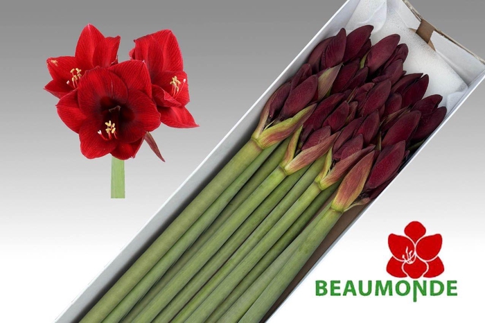 <h4>HIPP GA NIGHT FEVER</h4>