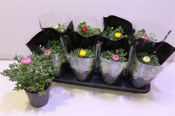 <h4>arr8 Ranun Gem</h4>