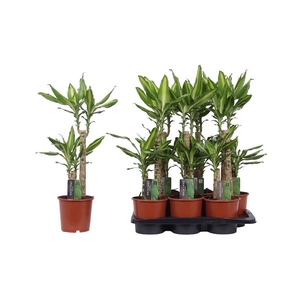 Dracaena fragrans 'Mass Coast'