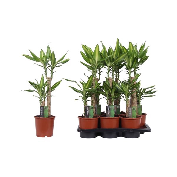 <h4>Dracaena fragrans 'Mass Coast'</h4>