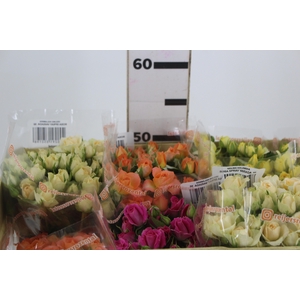 ROSA SPRAY VARIADA 050 CM