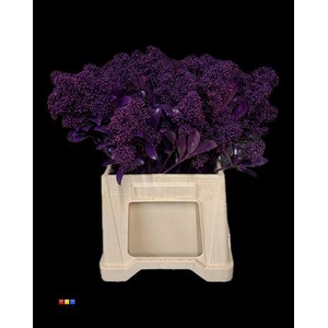 Skimmia Transparant Purple