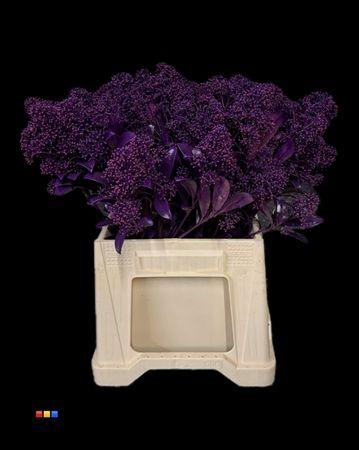 <h4>Skimmia Transparant Purple</h4>