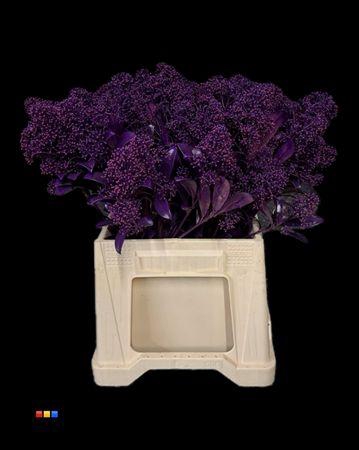 <h4>Skimmia Transparant Purple</h4>