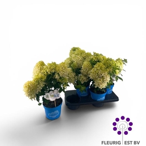 HYDR PA BLOOM NIMBUS