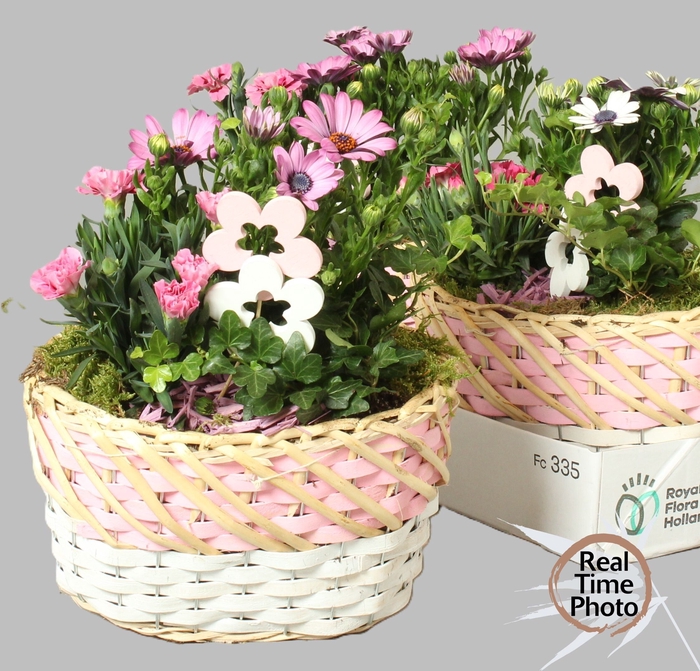 <h4>ARR TUINPLANTEN</h4>