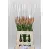 Nerine Vesta K