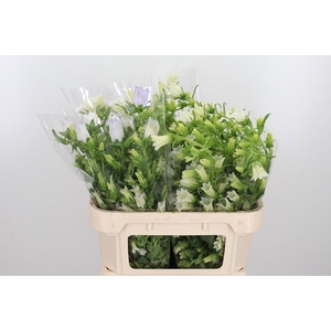 Campanula Champ Whit