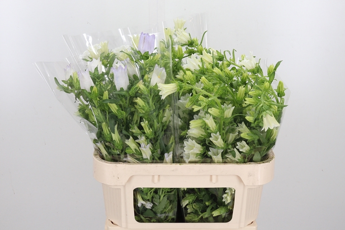 <h4>Campanula Champ Whit</h4>