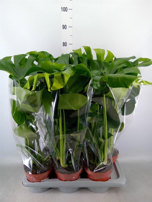 <h4>Monstera delic.</h4>