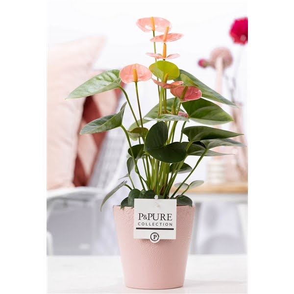 Anthurium pink (Spirit) in P&PURE Ruby cer. pink