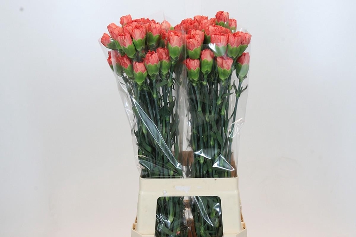 <h4>Dianthus St Arno</h4>