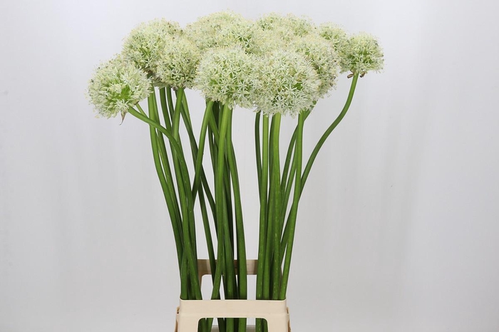 <h4>Allium Mount Everest</h4>