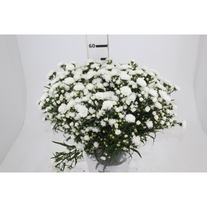 ASTER MARIANA 040 CM