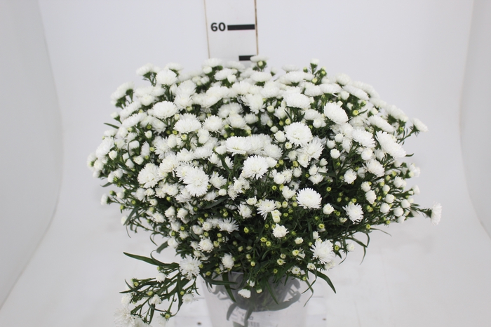 <h4>ASTER MARIANA 040 CM</h4>