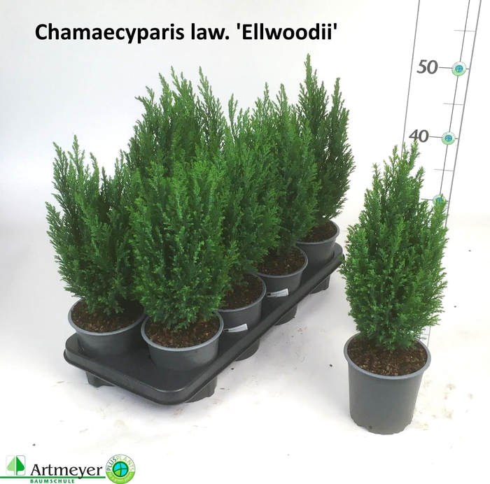 <h4>CHAM L ELLWOODII</h4>