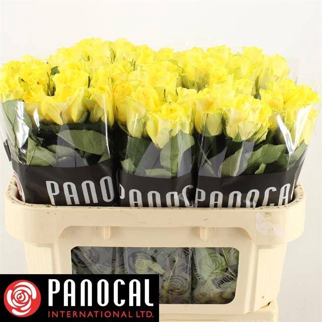<h4>R GR MINION ROSE</h4>