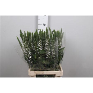 Lysim Clethroides