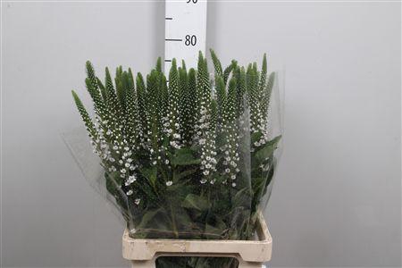 <h4>Lysim Clethroides</h4>