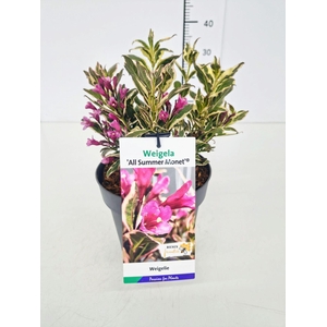 Weigela overig