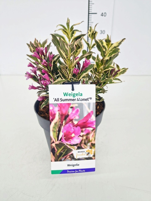 <h4>Weigela overig</h4>