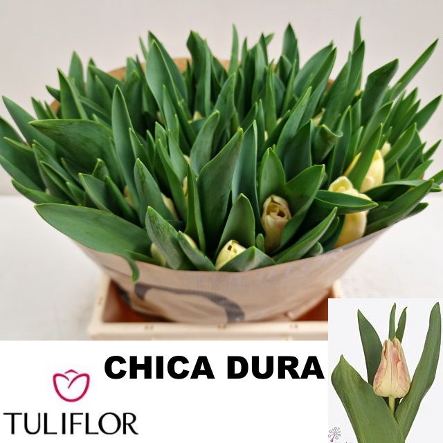 <h4>TU EN CHICA DURA</h4>